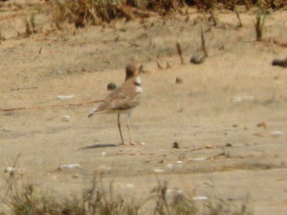 Collared Plover - ML620502107