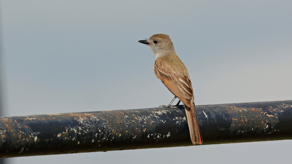 Brown-crested Flycatcher - ML620502108