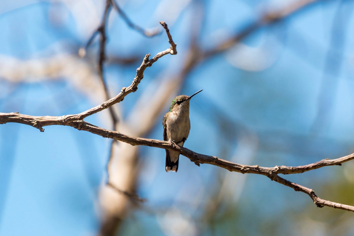 Ruby-throated Hummingbird - ML620502109