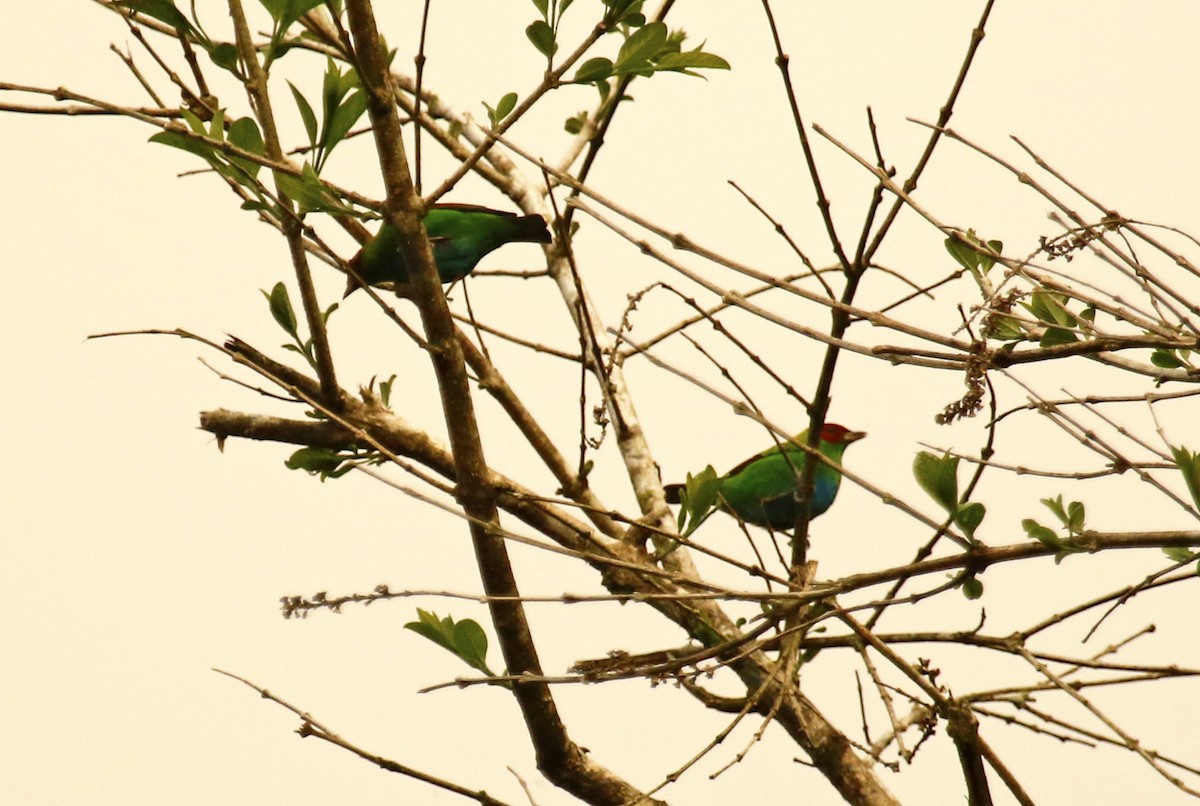 Rufous-winged Tanager - ML620502115