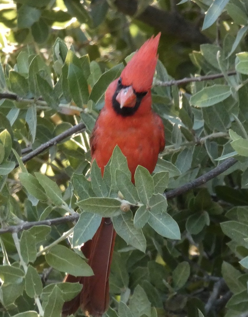 Northern Cardinal - ML620502116