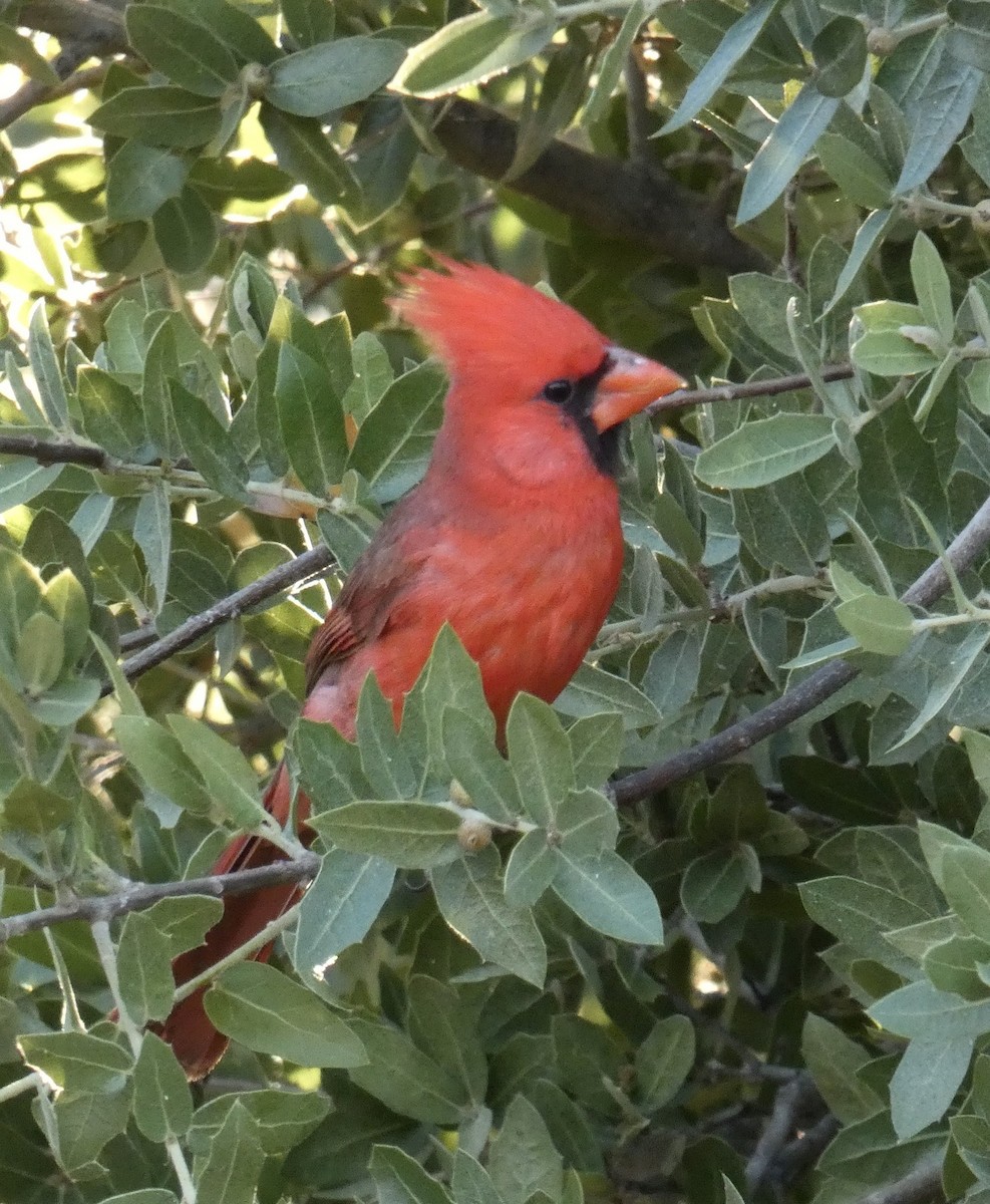 Northern Cardinal - ML620502117