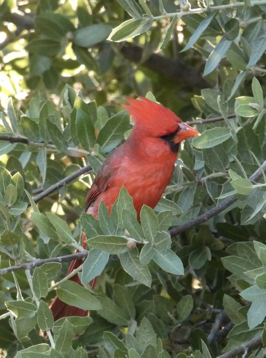 Northern Cardinal - ML620502118