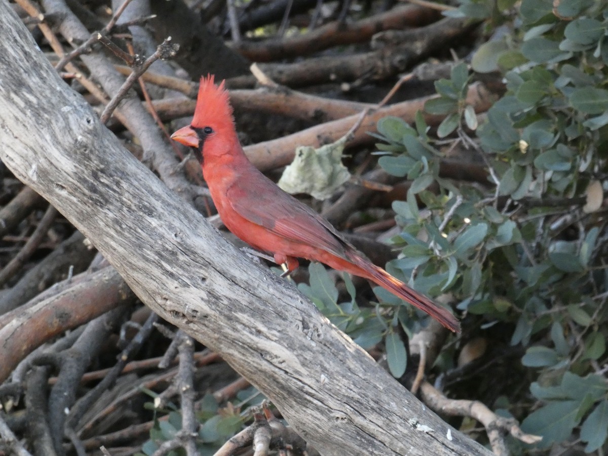 Cardenal Norteño - ML620502119