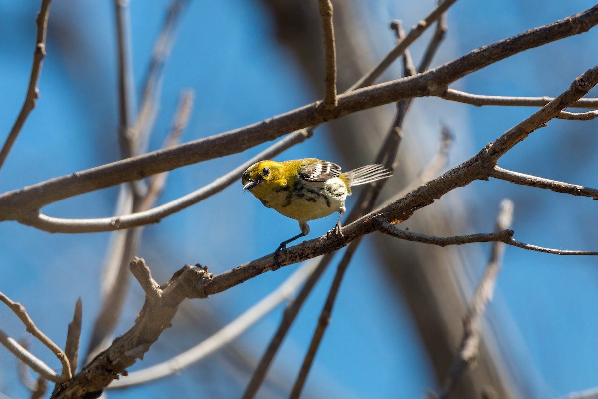 Black-throated Green Warbler - ML620502122