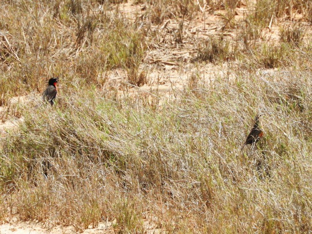 ムネアカマキバドリ - ML620502124