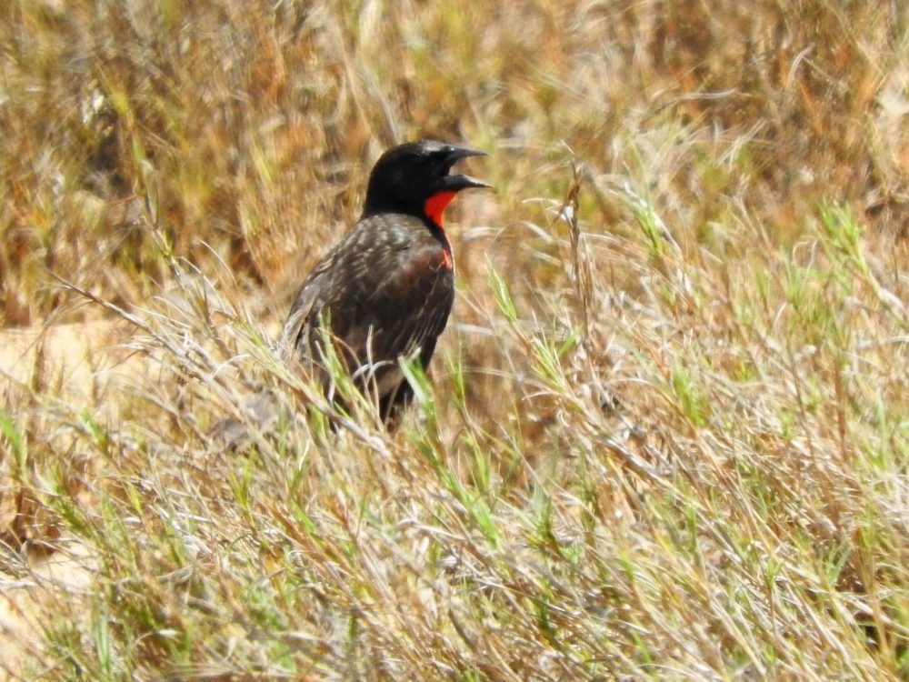 ムネアカマキバドリ - ML620502125