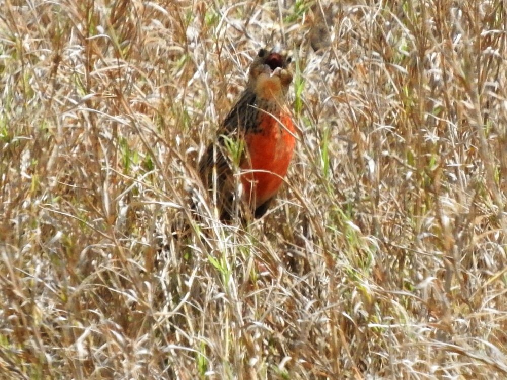 ムネアカマキバドリ - ML620502126