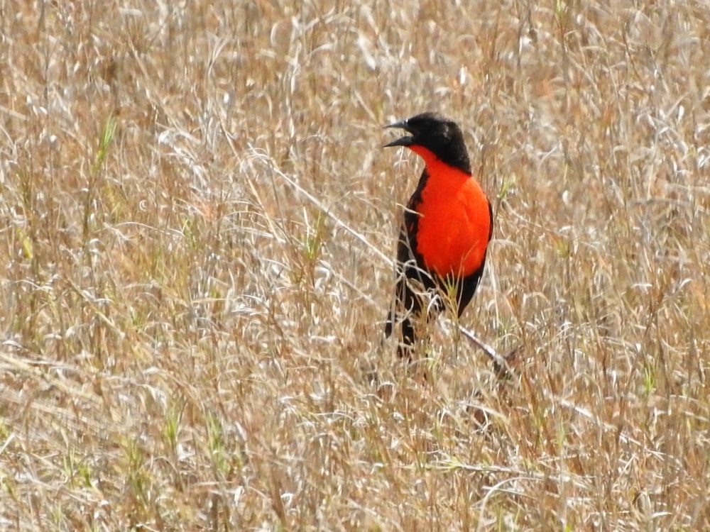 Red-breasted Meadowlark - Fernando Nunes