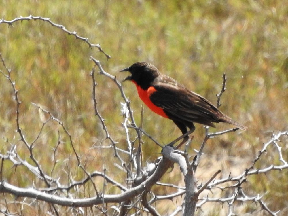 Red-breasted Meadowlark - ML620502128