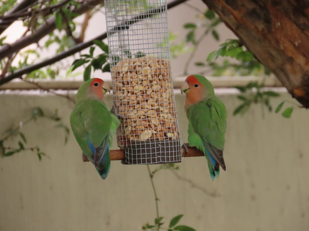Rosy-faced Lovebird (Domestic type) - ML620502130