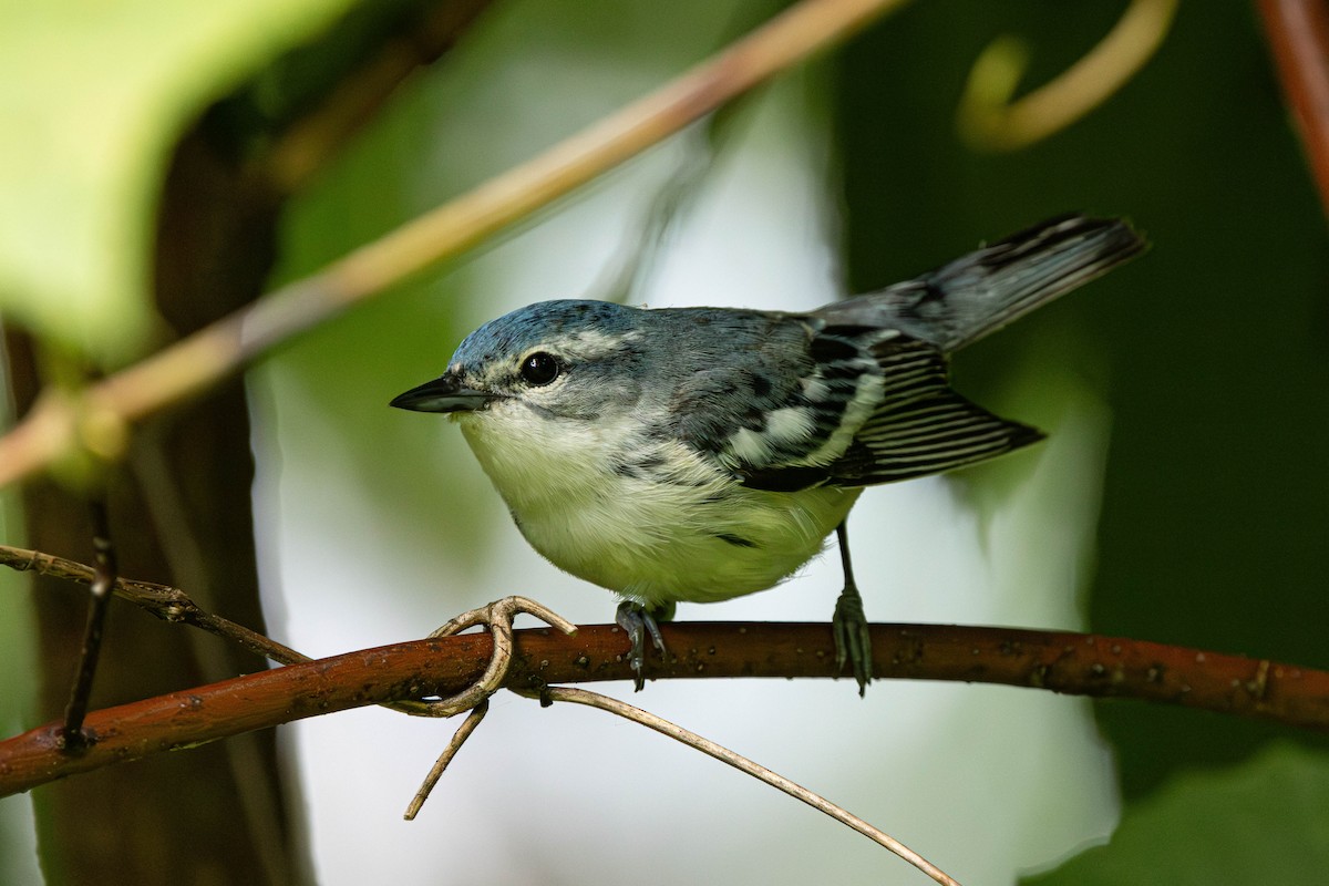 Cerulean Warbler - Jack Rogers