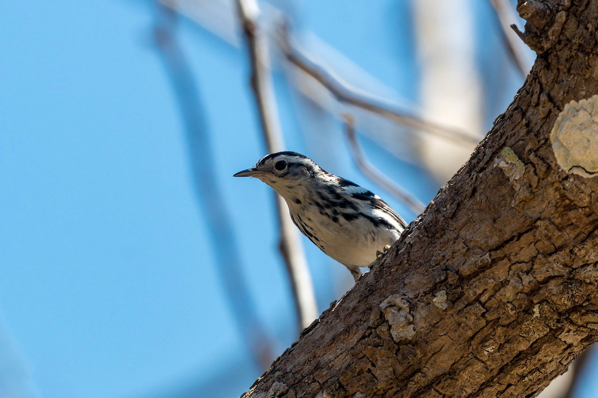 Black-and-white Warbler - ML620502136