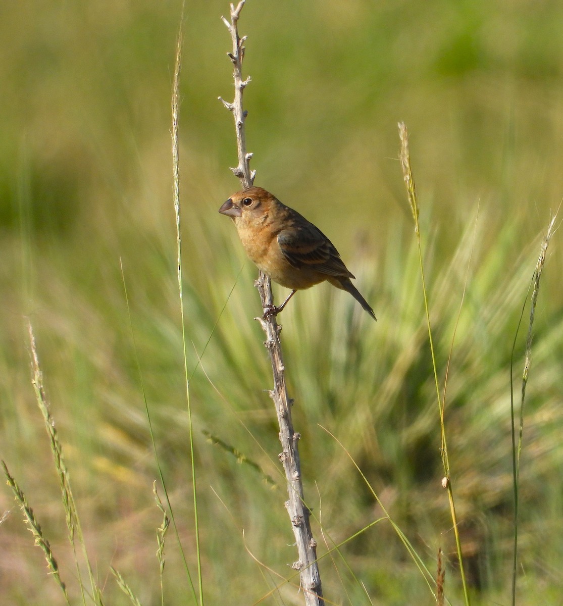 Blue Grosbeak - ML620502137