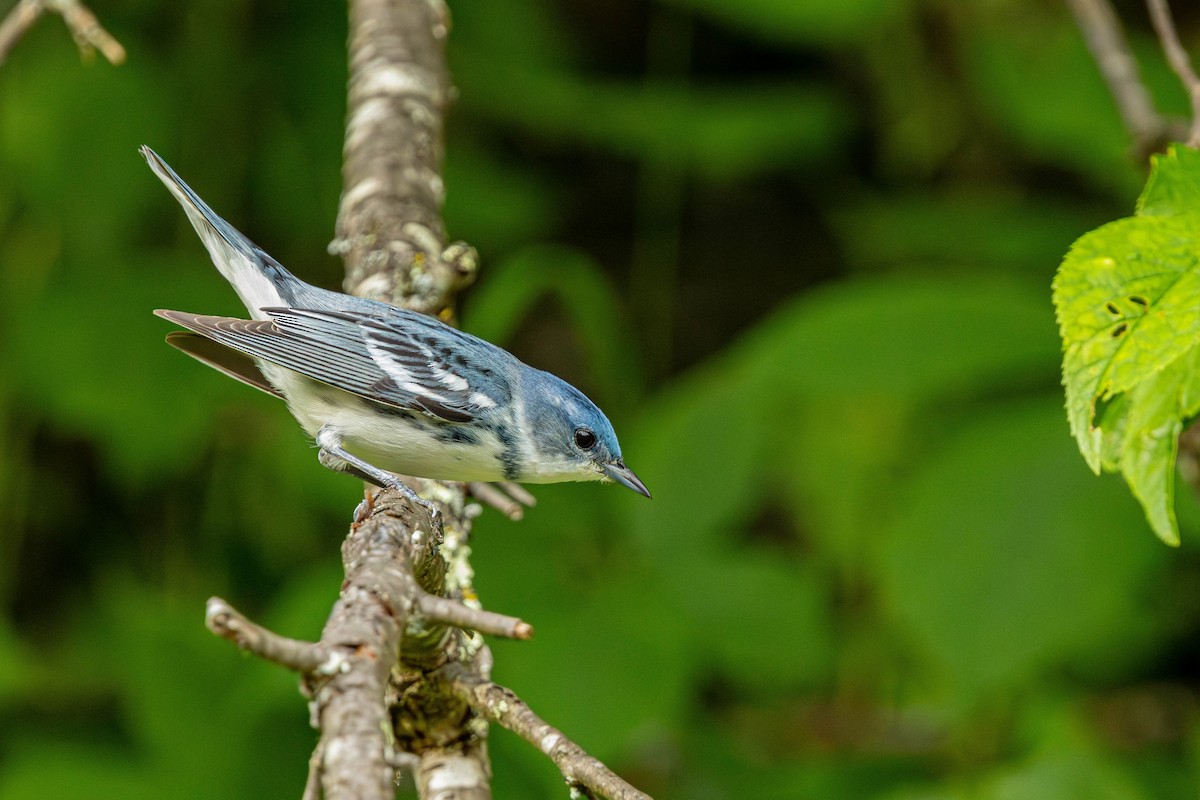 Blauwaldsänger - ML620502140