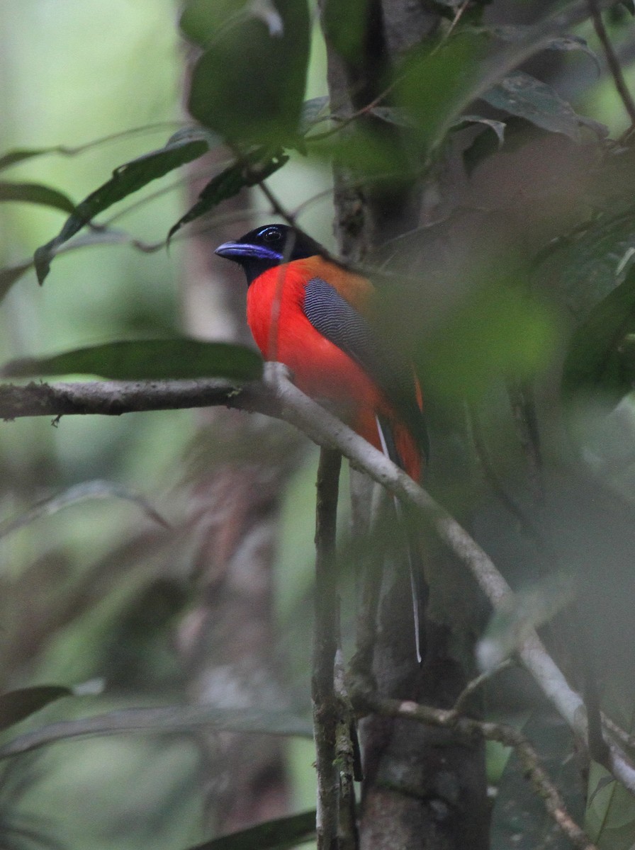 rødgumptrogon - ML620502141