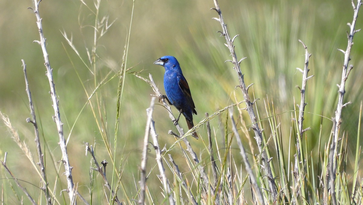 Blue Grosbeak - ML620502143