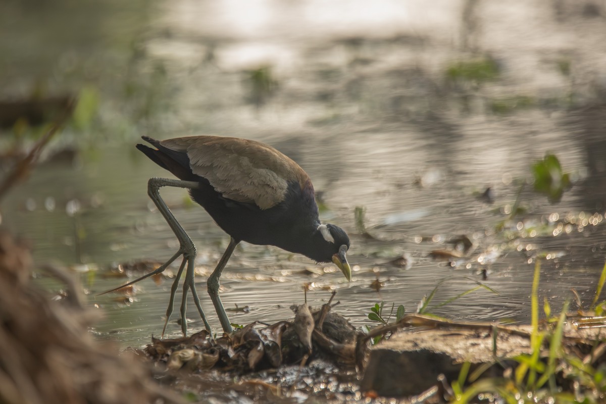 Bronze-winged Jacana - ML620502145