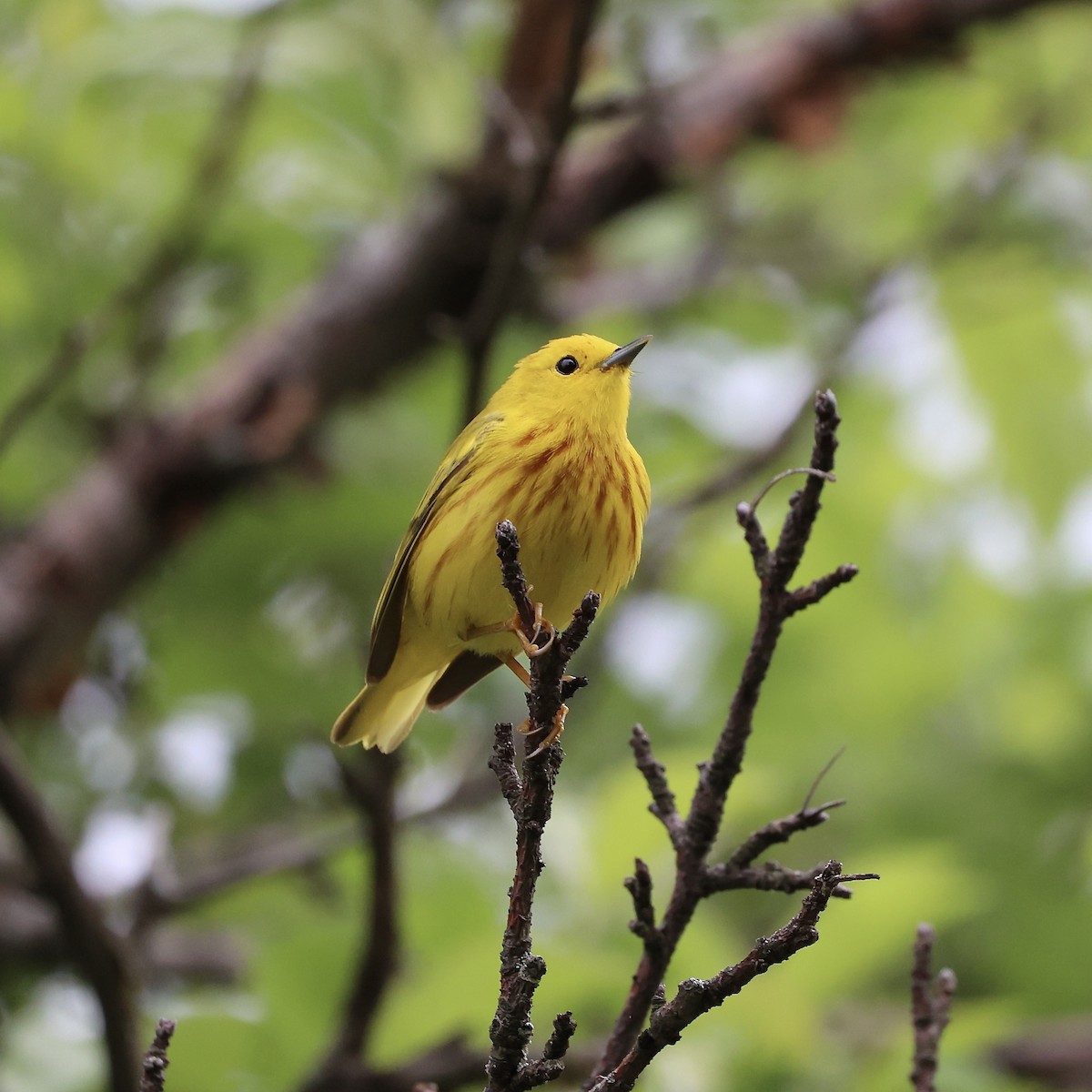 Yellow Warbler (Northern) - ML620502150