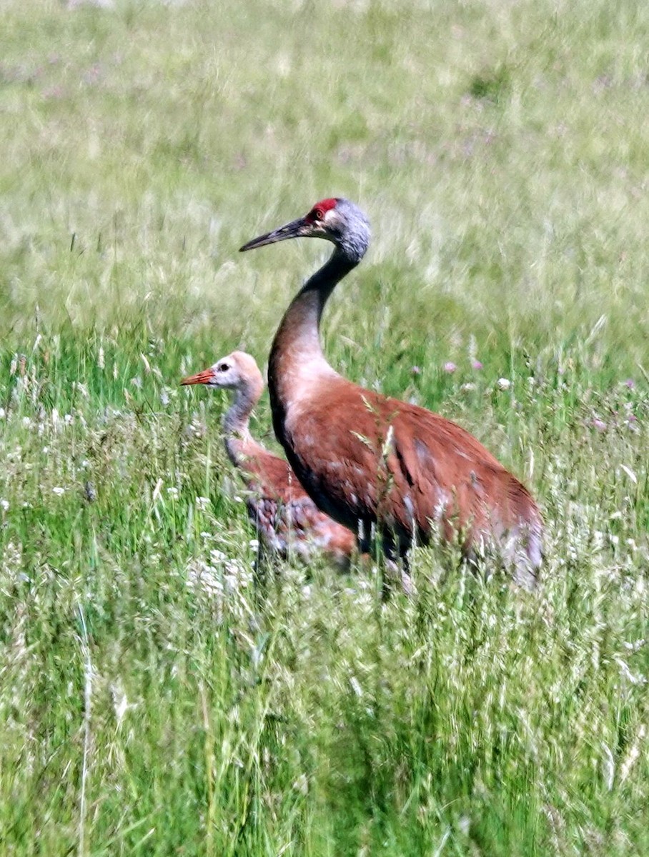 Grulla Canadiense - ML620502160