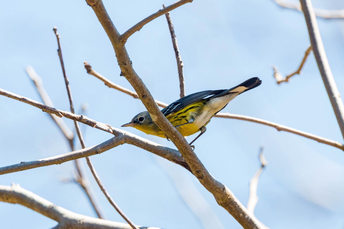 Magnolia Warbler - William Clark