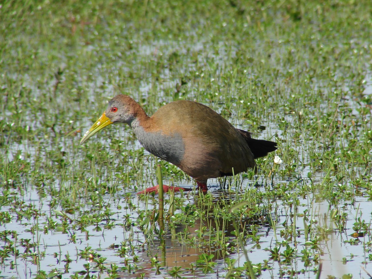 Giant Wood-Rail - ML620502168