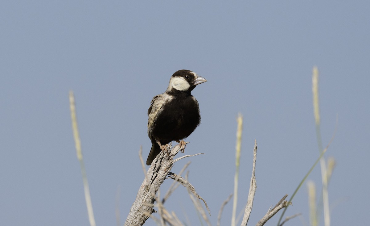Black-crowned Sparrow-Lark - ML620502171