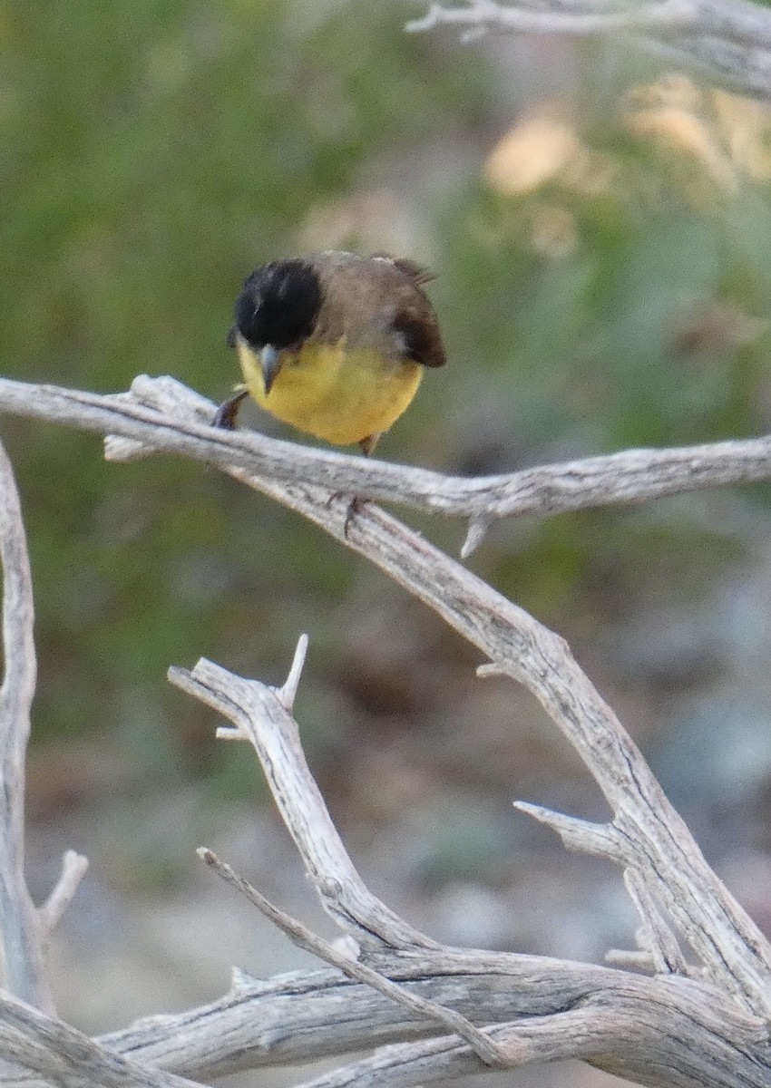 Lesser Goldfinch - ML620502172