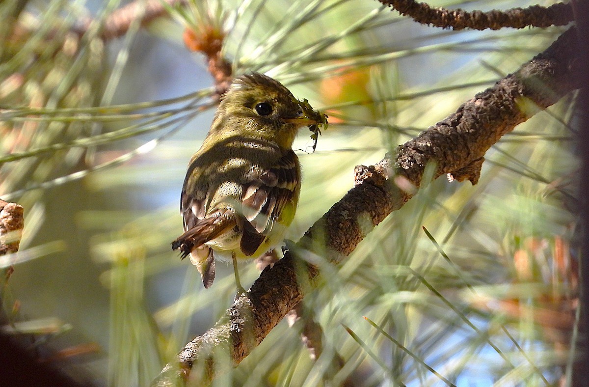 Western Flycatcher - ML620502174