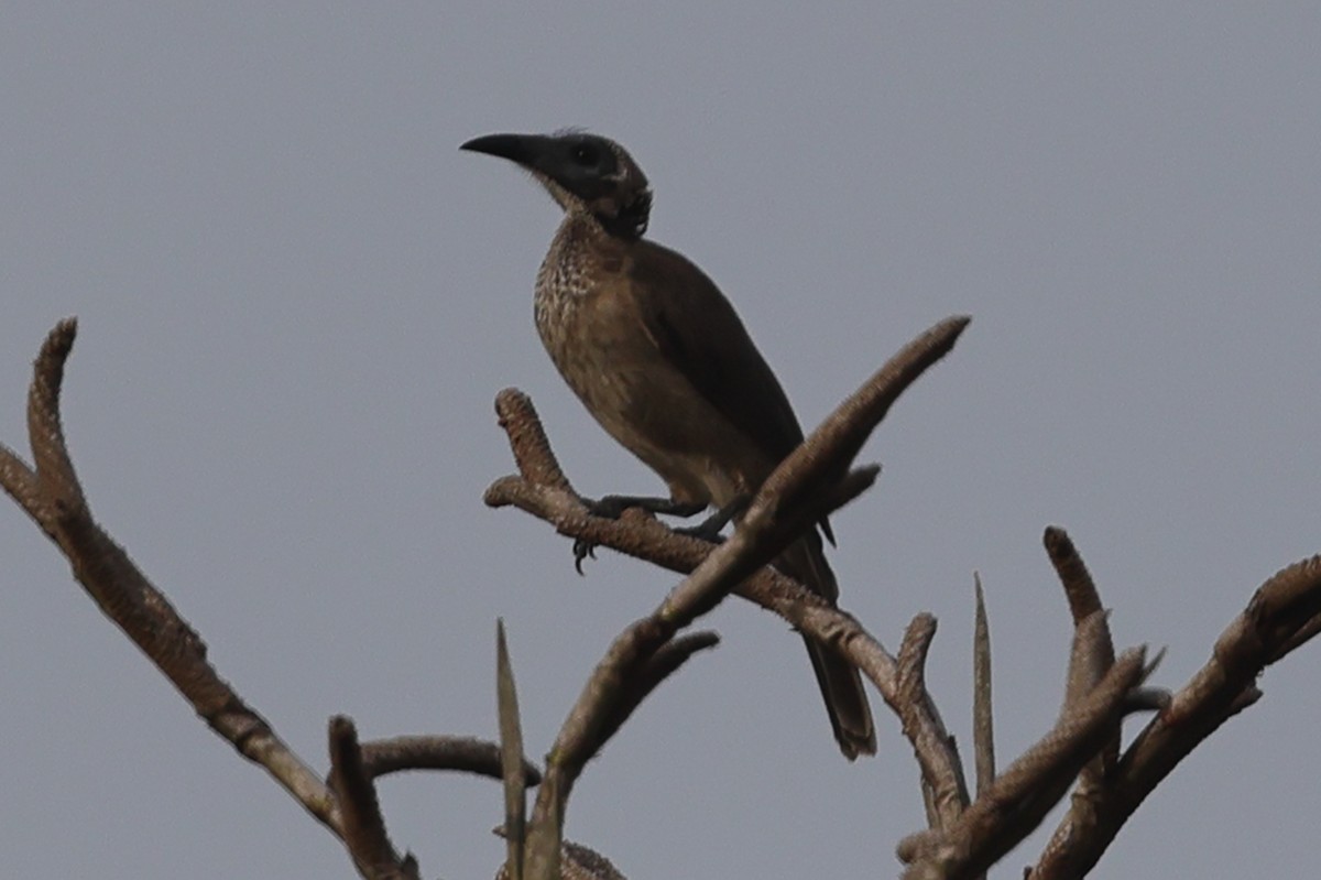 Helmeted Friarbird (New Guinea) - ML620502175