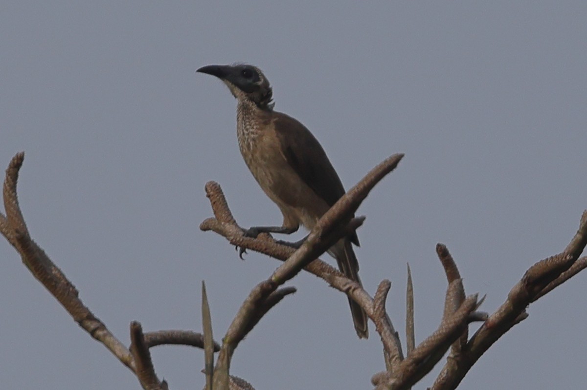 Helmeted Friarbird (New Guinea) - ML620502176