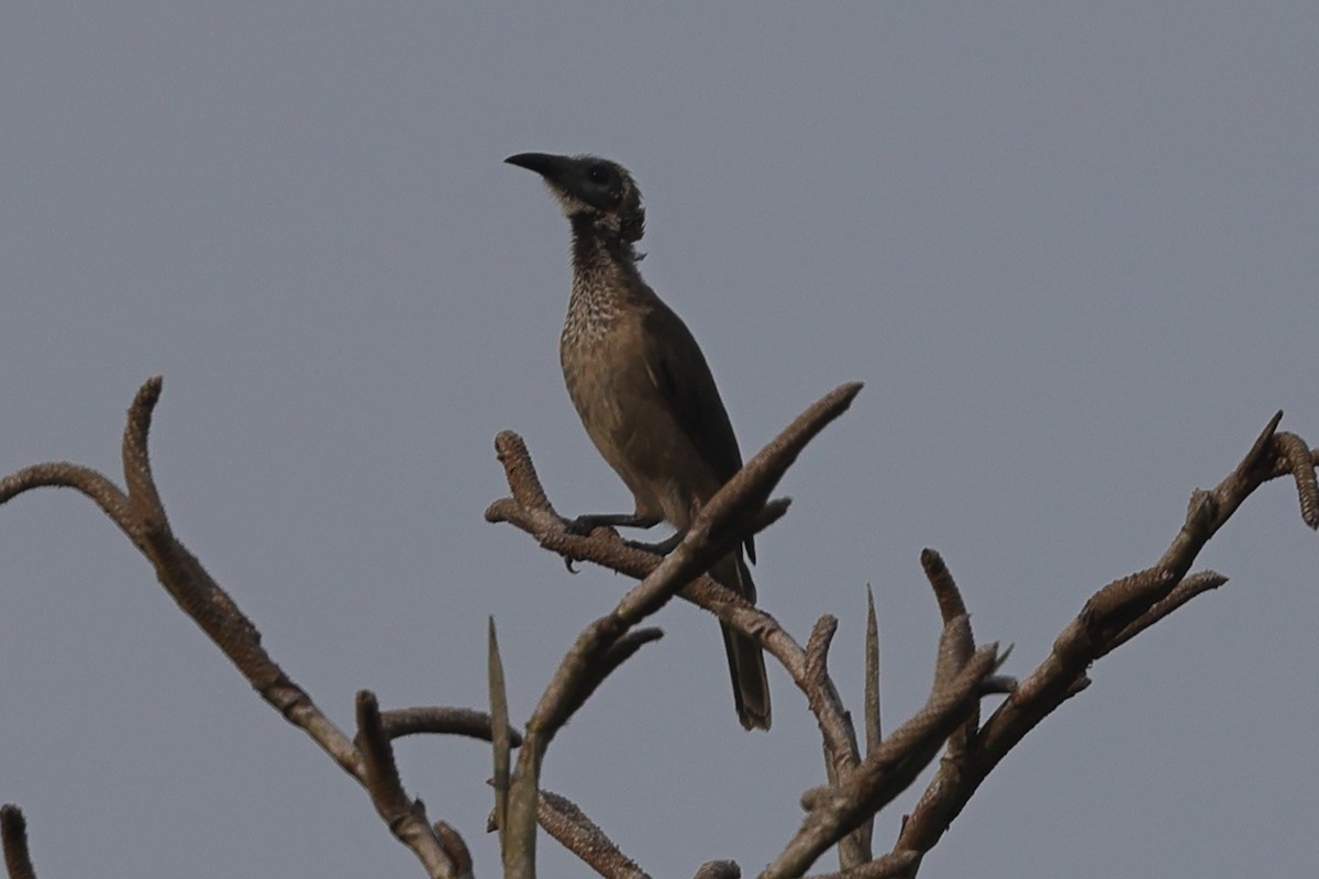 Helmeted Friarbird (New Guinea) - ML620502177