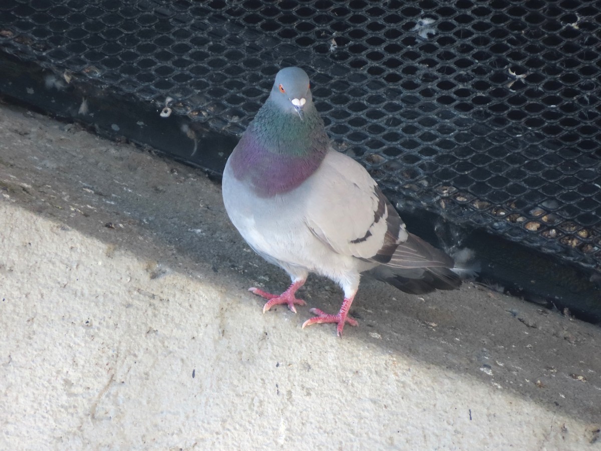 Rock Pigeon (Feral Pigeon) - ML620502178