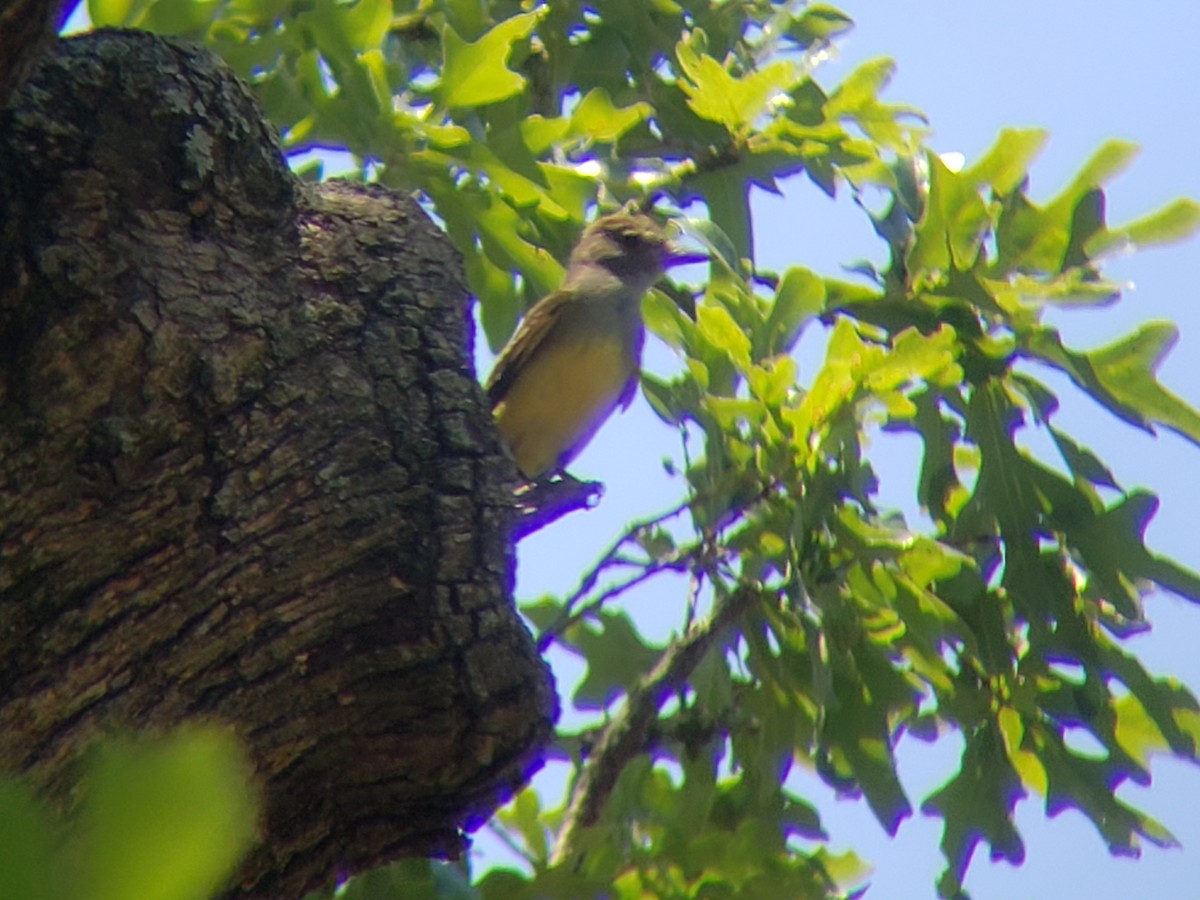 Great Crested Flycatcher - ML620502184