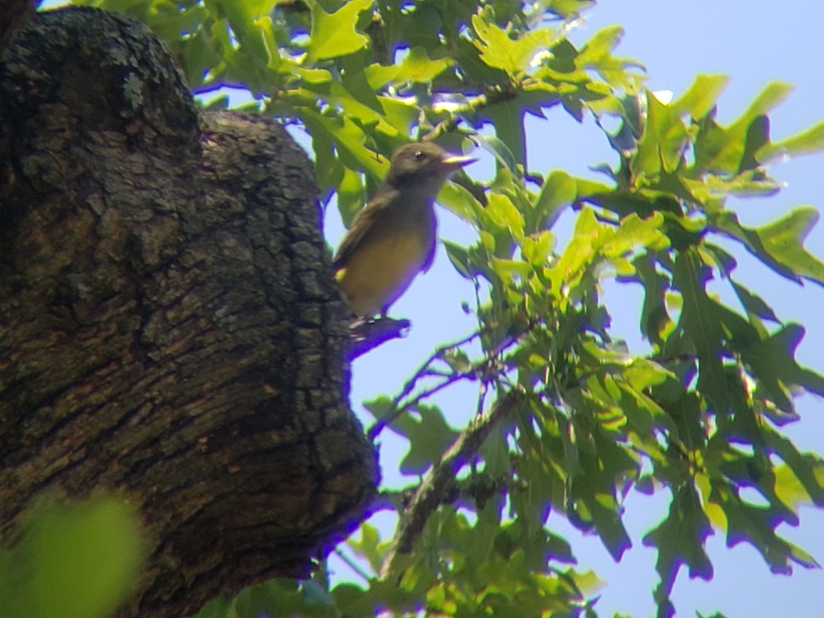 Great Crested Flycatcher - ML620502185