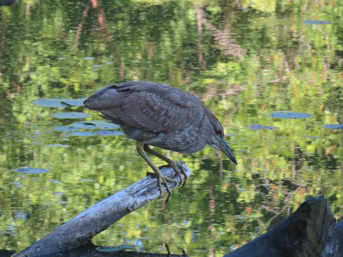 Black-crowned Night Heron - ML620502187