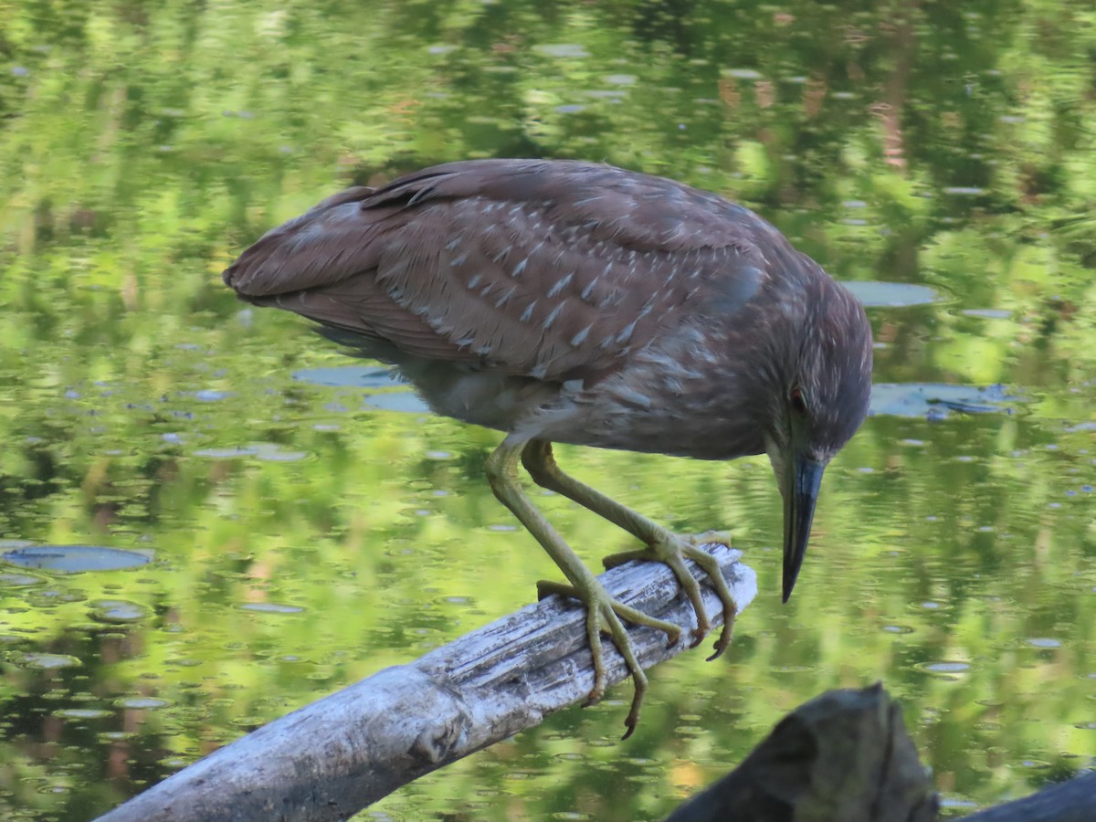 Black-crowned Night Heron - ML620502189