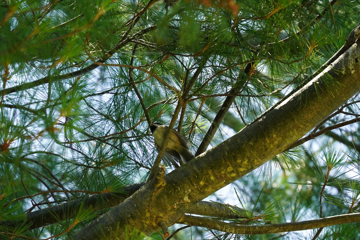 Carolina Chickadee - ML620502191