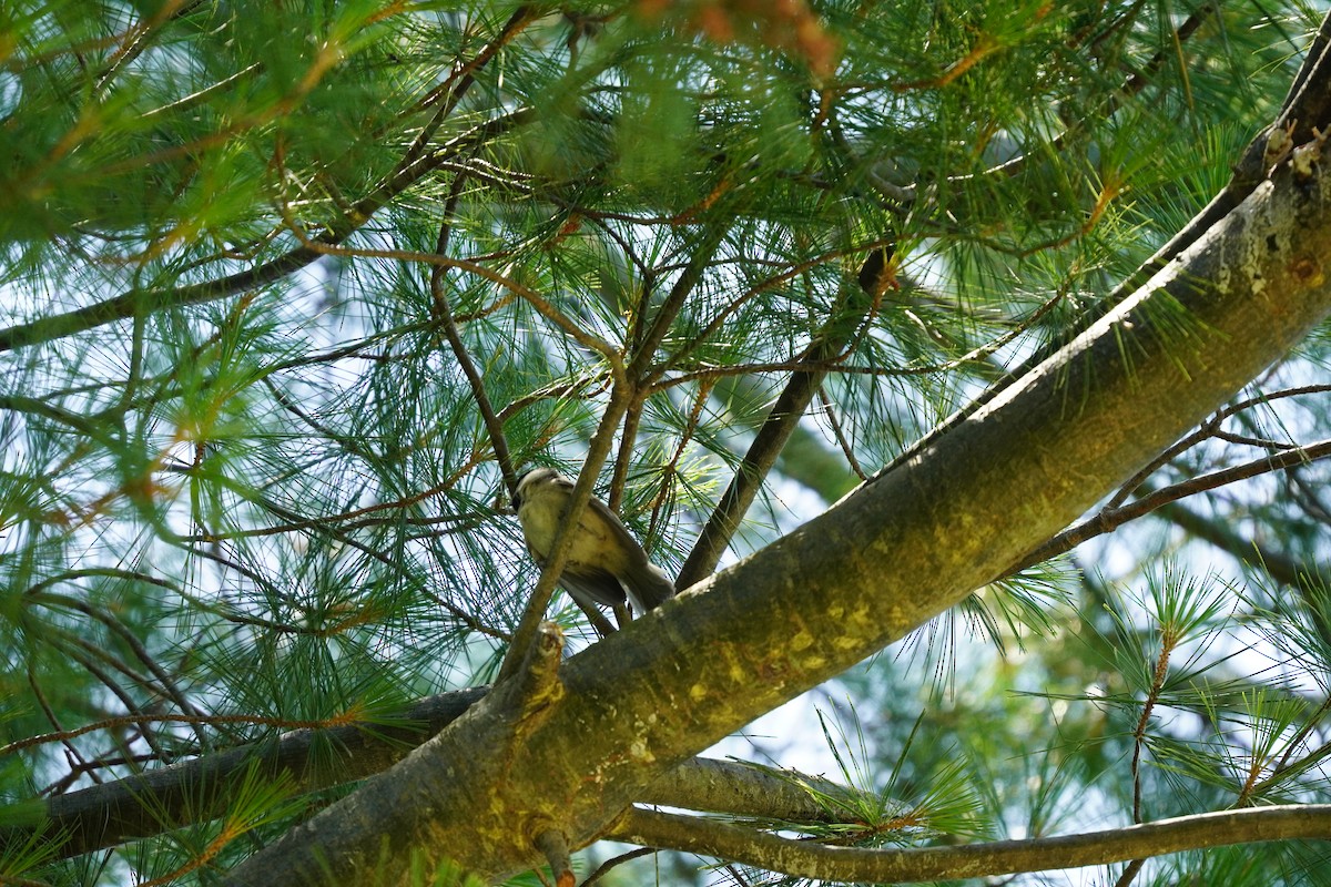 Carolina Chickadee - ML620502193