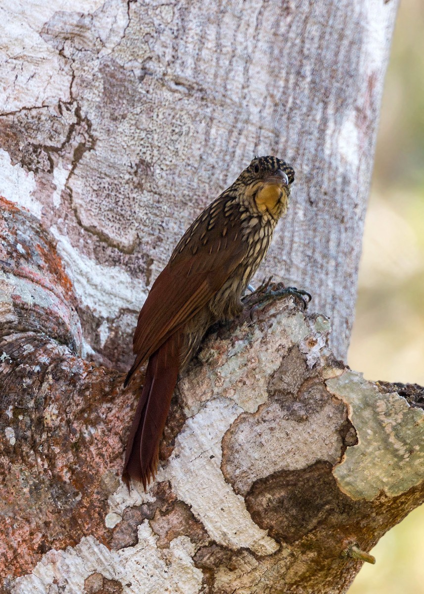 Ivory-billed Woodcreeper - ML620502194