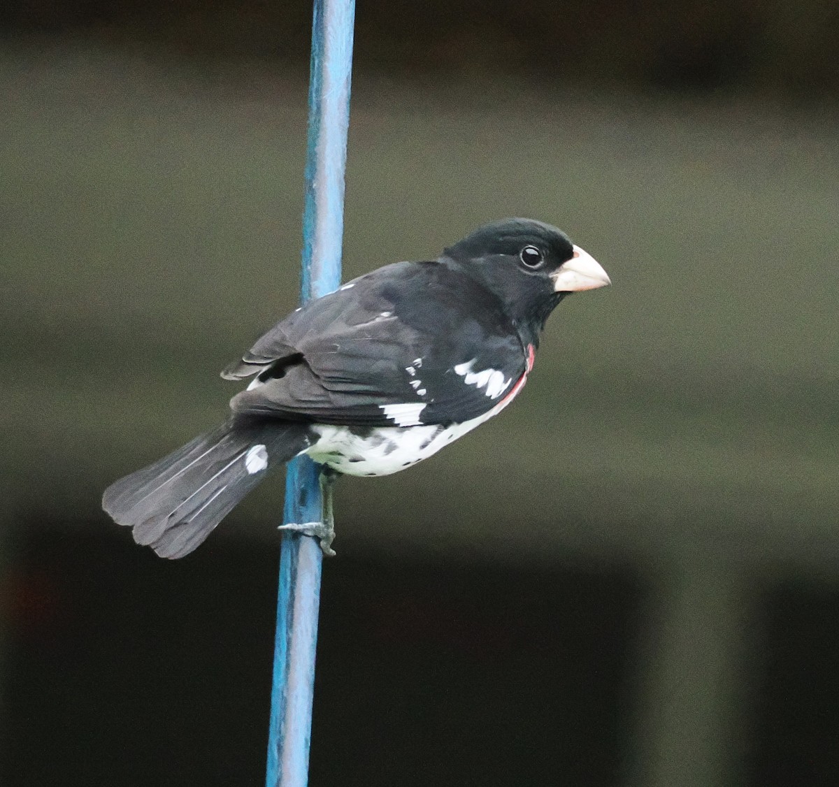 Rose-breasted Grosbeak - ML620502199