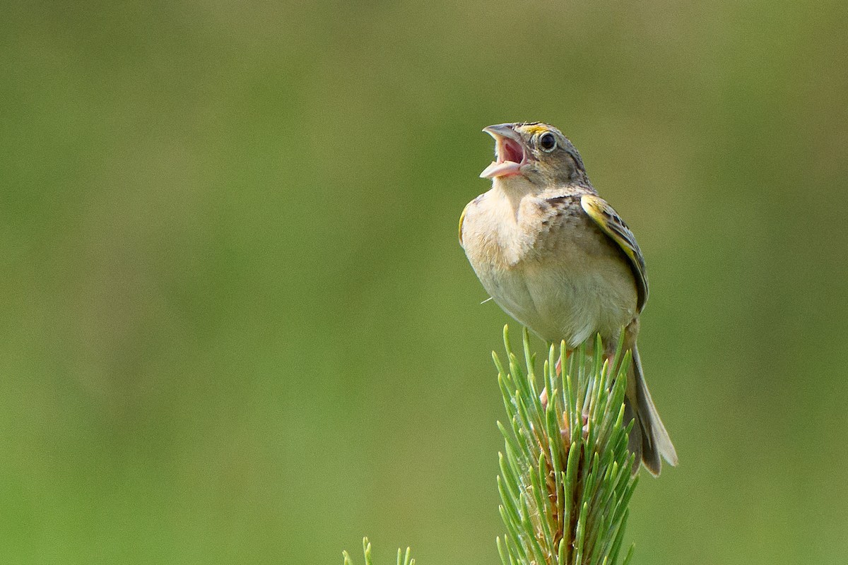 Grasshopper Sparrow - David Mou