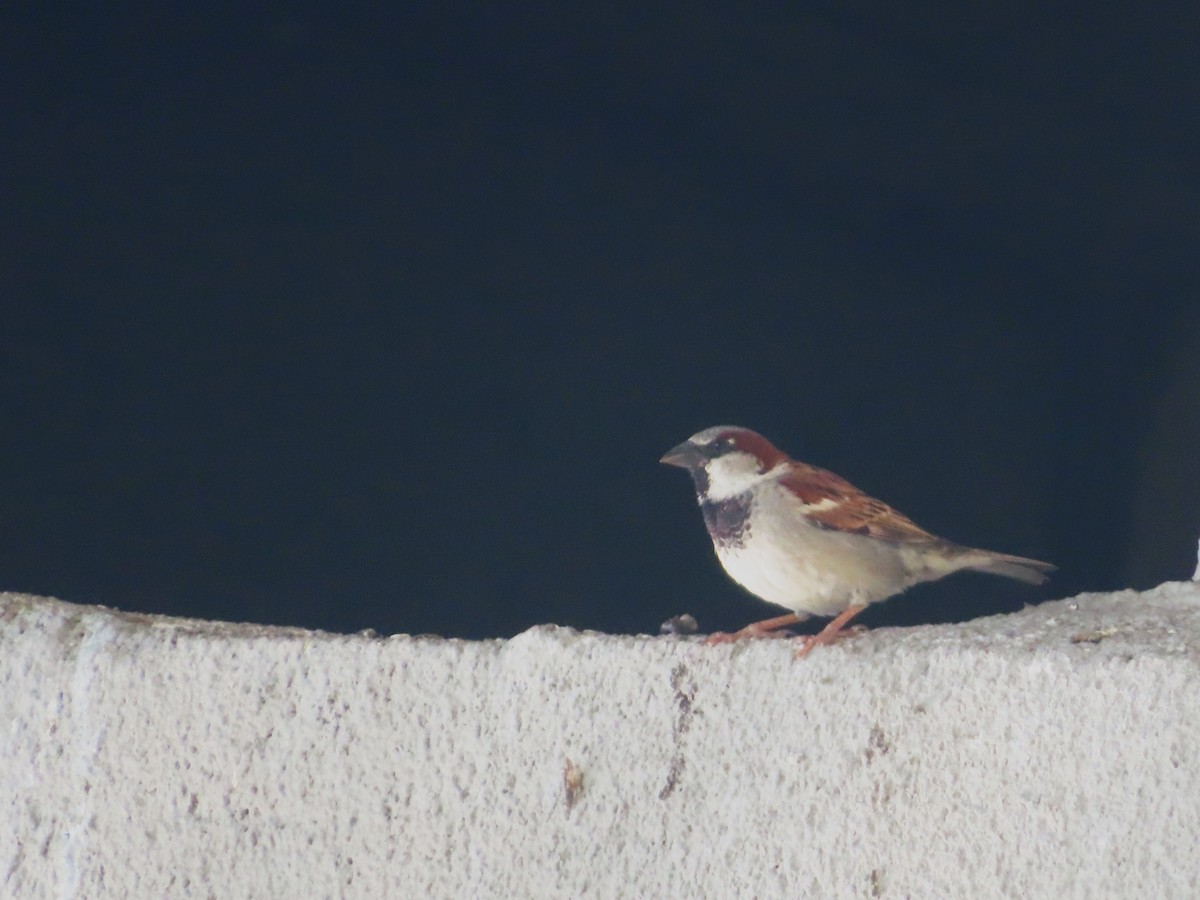 House Sparrow - ML620502205