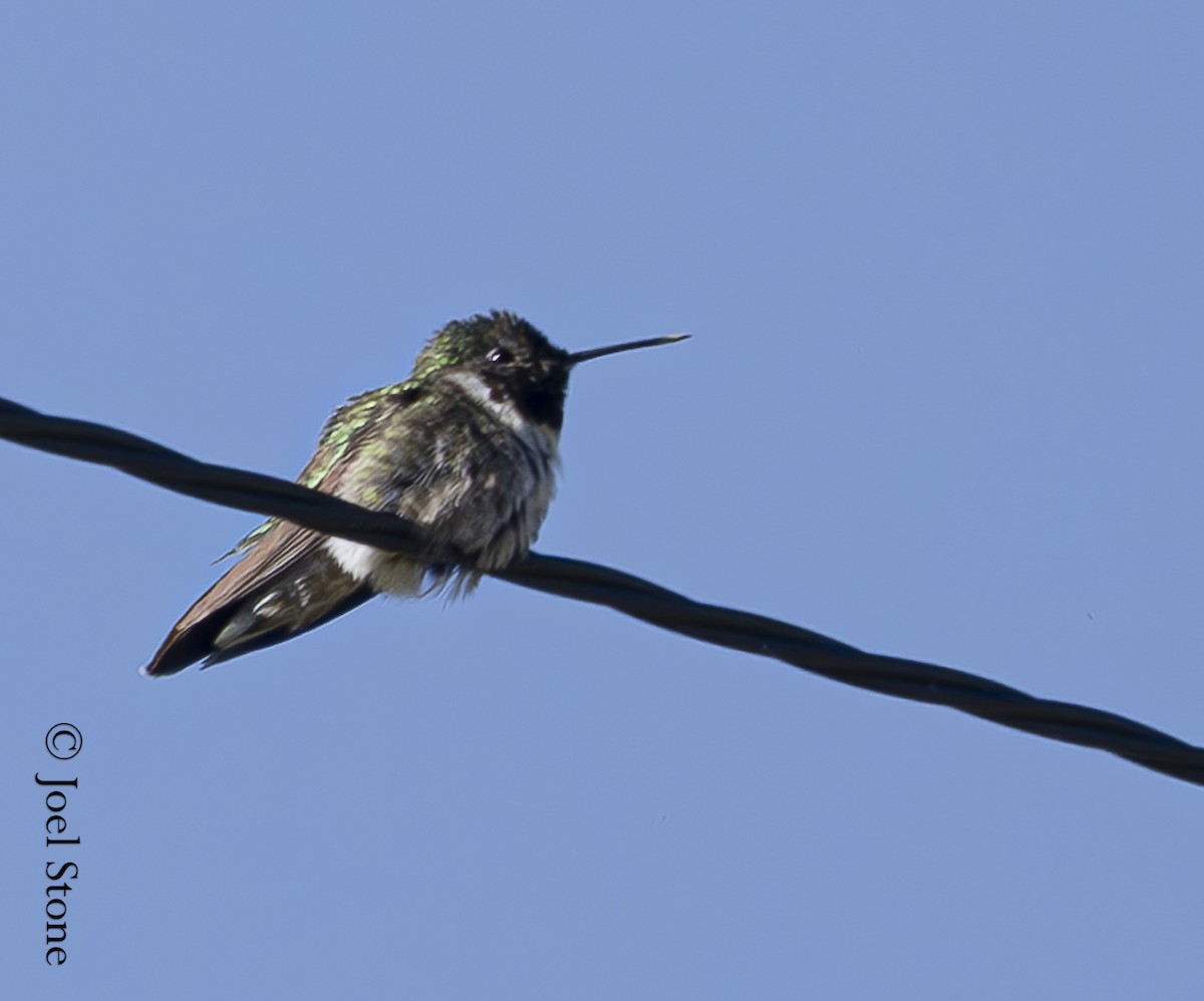 Broad-tailed Hummingbird - ML620502209