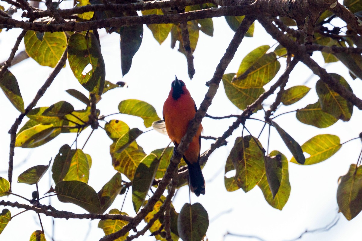 Oriole à dos rayé - ML620502210