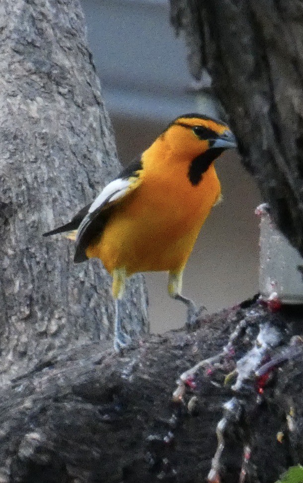 Bullock's Oriole - ML620502211