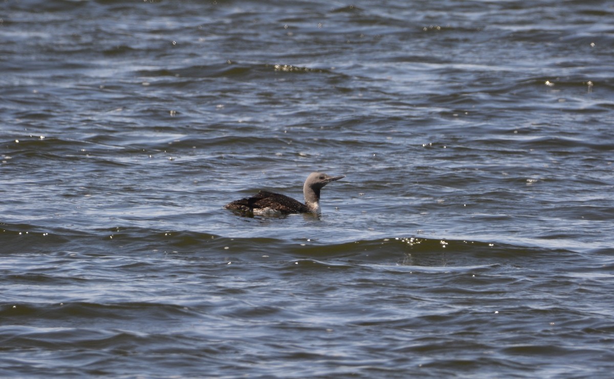 Red-throated Loon - Dominique Blanc