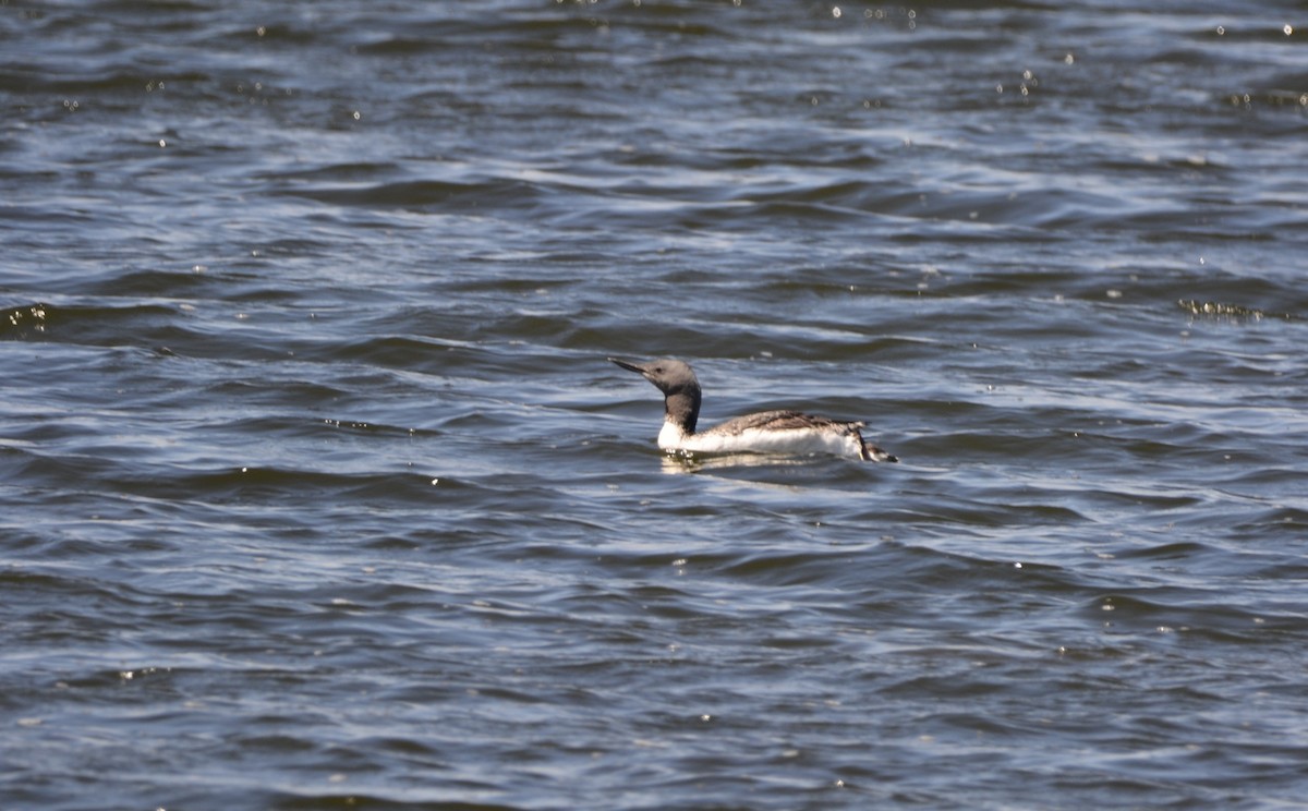 Red-throated Loon - ML620502215