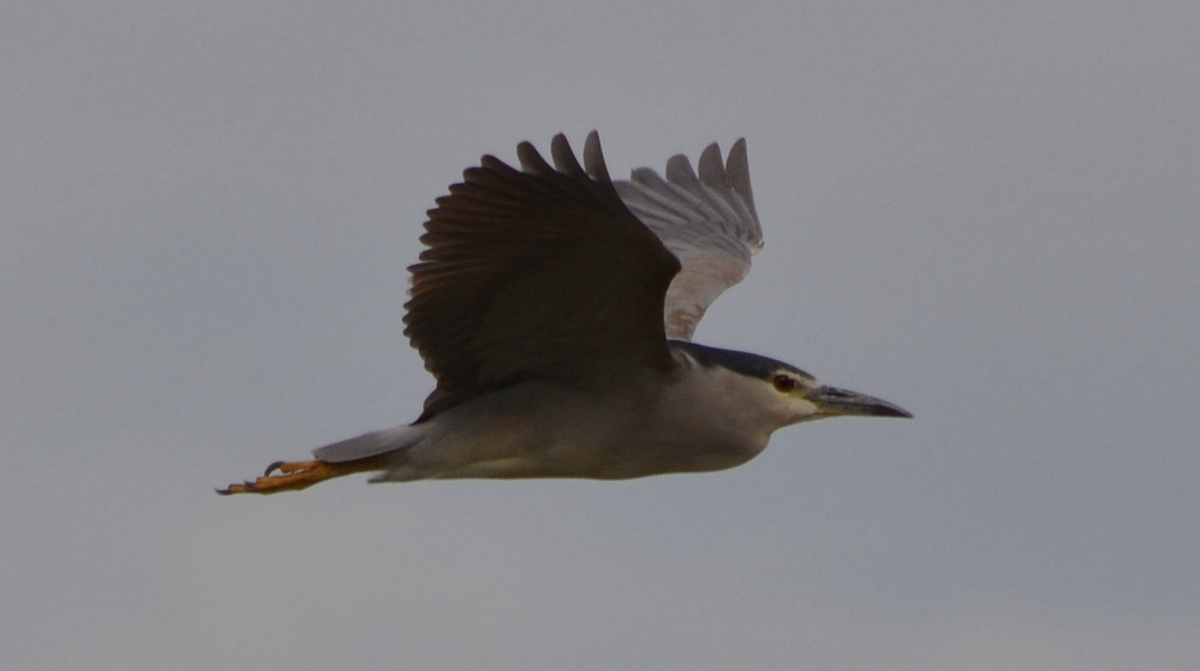 Black-crowned Night Heron - ML620502222