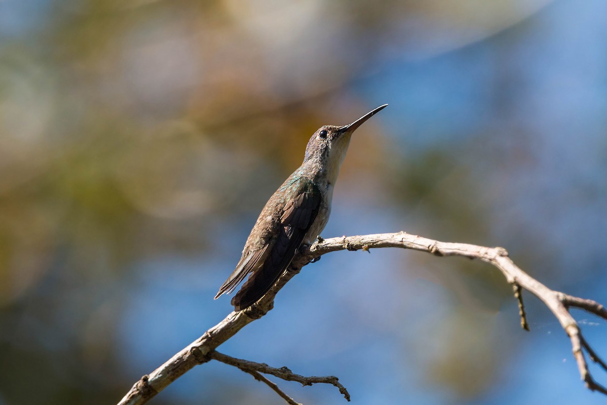 kolibřík azurovotemenný - ML620502233